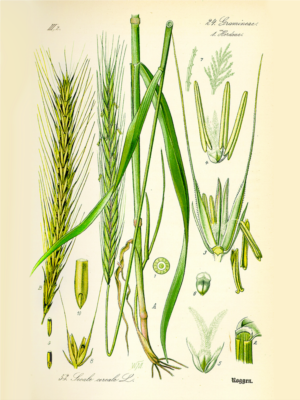 Paglia