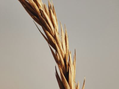 Paglia
