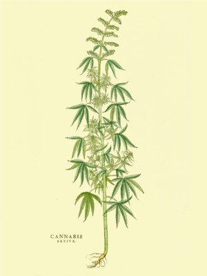 Canapa