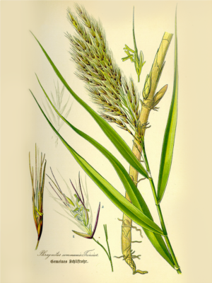 Cannucciato palustre