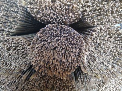Cannicciato palustre - Archingreen